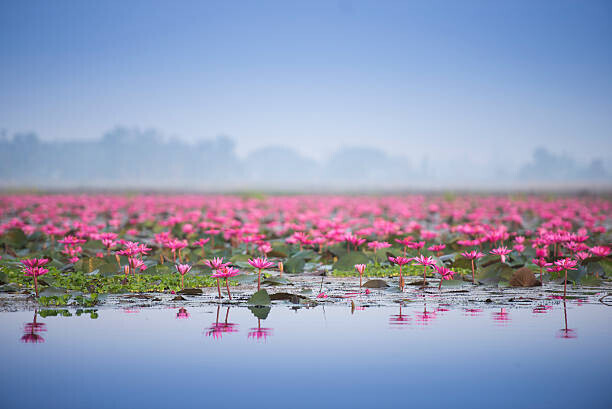 thekob Plakát, Obraz - Sea of pink lotus., thekob, 40 × 26.7 cm