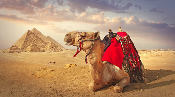 narvikk Plakát, Obraz - Camel and the pyramids in Giza, narvikk, 40 × 22.2 cm