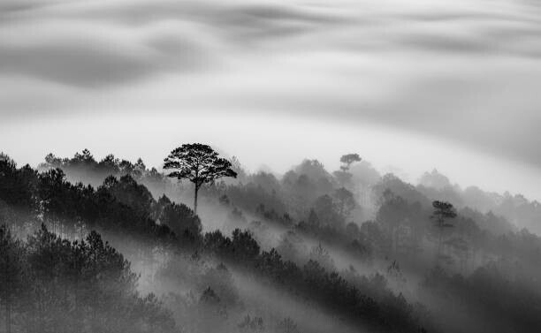 Thang Tat Nguyen Plakát, Obraz - Big tree in Pine forest in mist, Thang Tat Nguyen, 40 × 24.6 cm