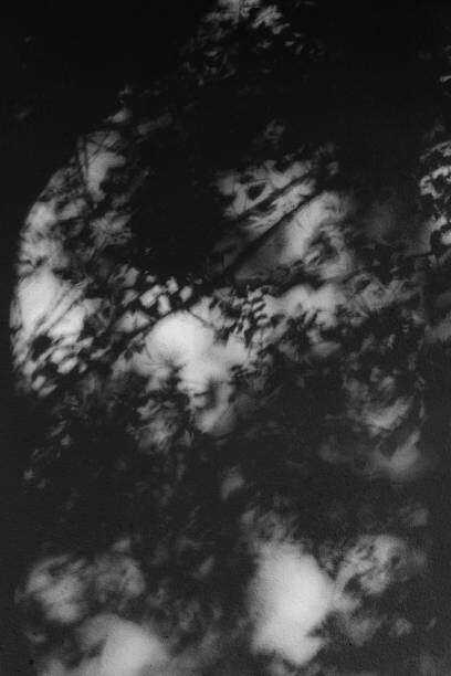 Jessica Aranda Plakát, Obraz - Shadows of tree branches on a white wall, Jessica Aranda, 26.7 × 40 cm