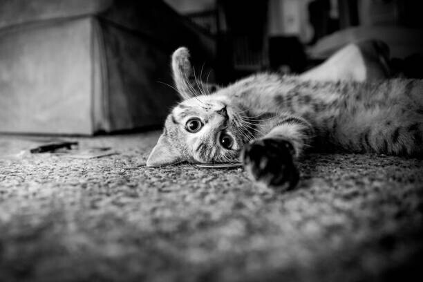 Cassandra Oldenburg / 500px Plakát, Obraz - Play Time, Cassandra Oldenburg / 500px, 40 × 26.7 cm