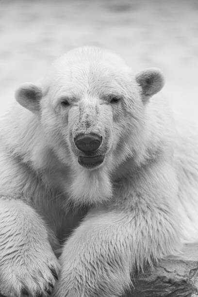 HENLLY TATA / 500px Plakát, Obraz - Close-up portrait of polar bear, HENLLY TATA / 500px, 26.7 × 40 cm