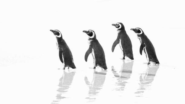 Vicki Jauron, Babylon and Beyond Photography Plakát, Obraz - Magellanic Penguin Marching Out to Sea, Vicki Jauron, Babylon and Beyond Photography, 40 × 22.2 cm