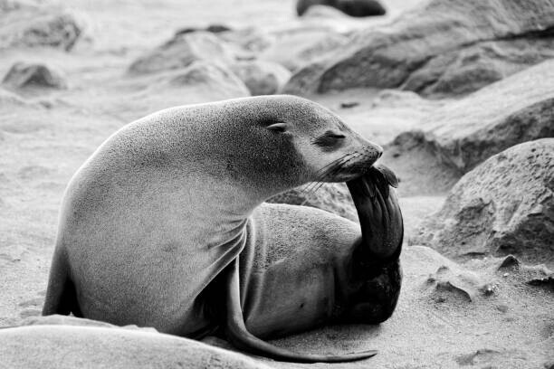 Christian Zwick Plakát, Obraz - Seal, Christian Zwick, 40 × 26.7 cm