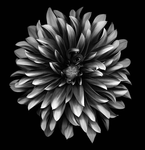 OGphoto Plakát, Obraz - A monochrome dahlia on a black background, OGphoto, 40 × 40 cm