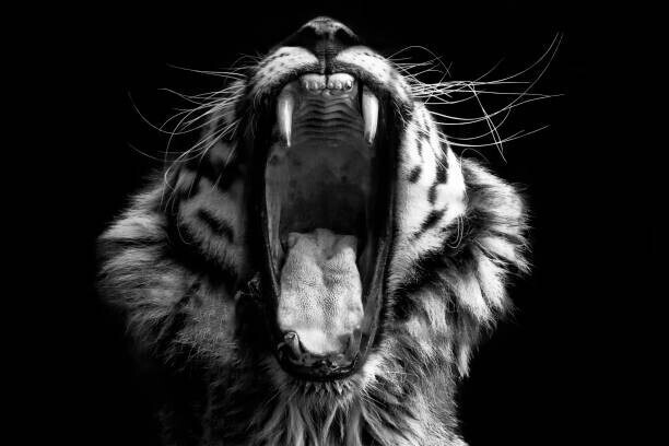 Lakes4life Plakát, Obraz - Black & White Tiger, Lakes4life, 40 × 26.7 cm