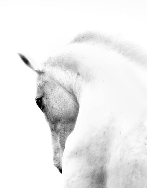 66North Plakát, Obraz - White Stallion Andalusian Horse Neck Kind Eye, 66North, 30 × 40 cm