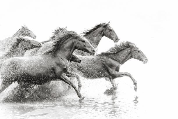 tunart Plakát, Obraz - Herd of Wild Horses Running in Water, tunart, 40 × 26.7 cm