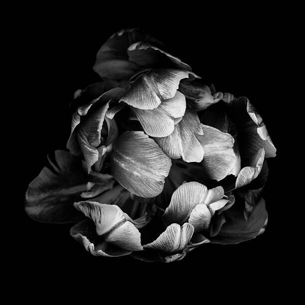 OGphoto Plakát, Obraz - Monochrome double tulip isolated against a, OGphoto, 40 × 40 cm