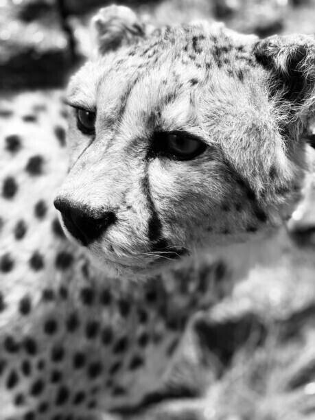 Leonardo Monteverde Plakát, Obraz - Cheetah, Leonardo Monteverde, 30 × 40 cm