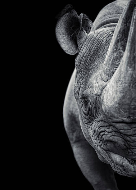 Sigarru Plakát, Obraz - Rhinoceros, Sigarru, 30 × 40 cm