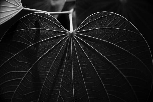 Sergi Escribano Plakát, Obraz - Veins of a leaf, Sergi Escribano, 40 × 26.7 cm