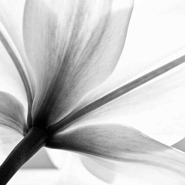 letty17 Plakát, Obraz - lily flower, letty17, 40 × 40 cm