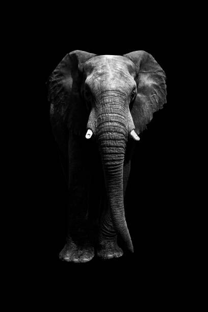 Aida Servi Plakát, Obraz - Isolated elephant standing looking at camera, Aida Servi, 26.7 × 40 cm