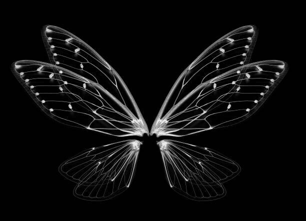 anatchant Plakát, Obraz - Insect cicada wing isolated on white background, anatchant, 40 × 30 cm