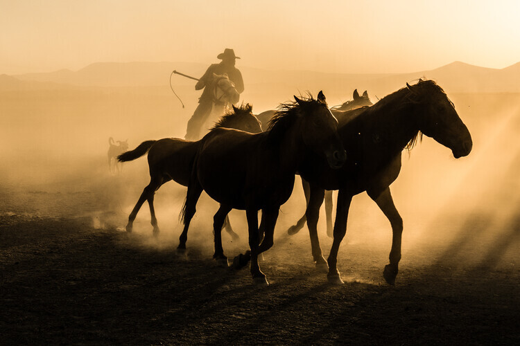 Corinne Spector Plakát, Obraz - Run between horses, Corinne Spector, 40 × 26.7 cm