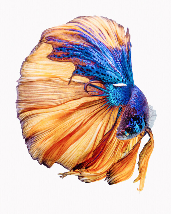 Andi Halil Plakát, Obraz - Yellow a Blue, Andi Halil, 30 × 40 cm