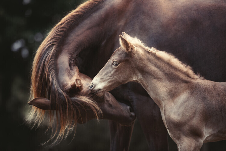 Heike Willers Plakát, Obraz - The Bond, Heike Willers, 40 × 26.7 cm