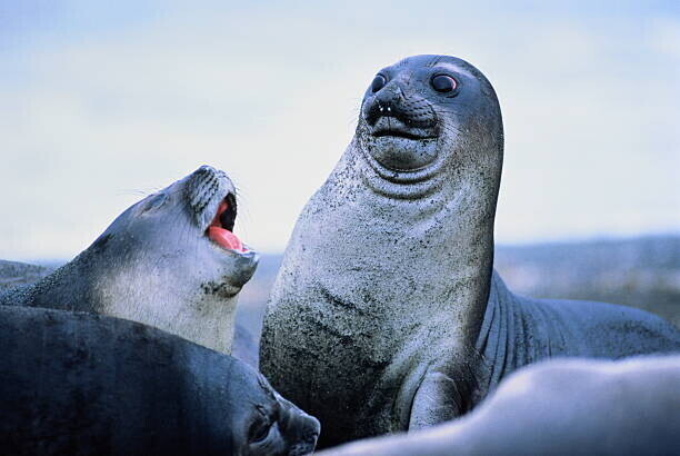 David Madison Plakát, Obraz - Young elephant seals (Mirounga leonina)Antarctica, David Madison, 40 × 26.7 cm