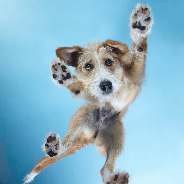 Gandee Vasan Plakát, Obraz - PuppyDance2, Gandee Vasan, 40 × 40 cm
