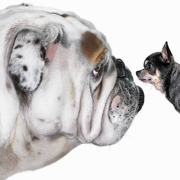 Gandee Vasan Plakát, Obraz - Chihuahua dog staring at Bulldog, Gandee Vasan, 40 × 40 cm