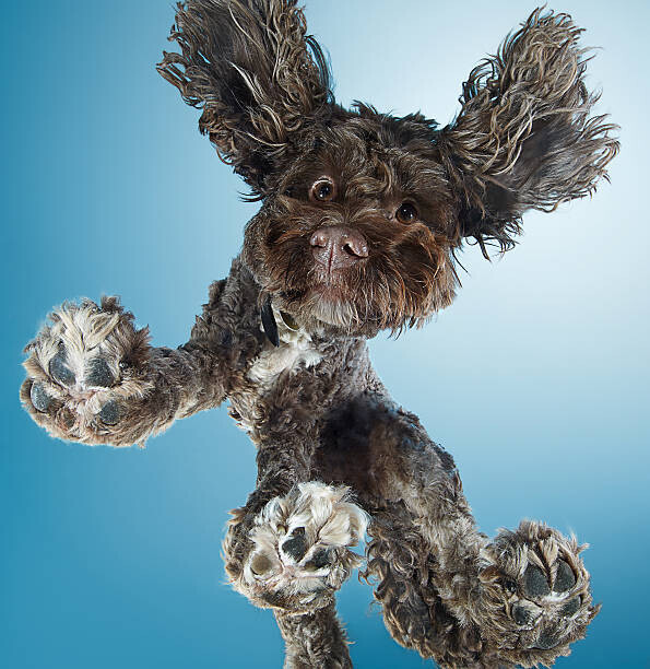 Gandee Vasan Plakát, Obraz - Labradoodle dog dancing, Gandee Vasan, 40 × 40 cm