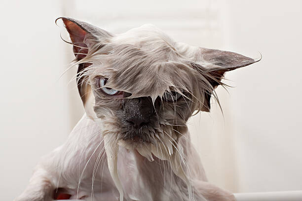 DebbiSmirnoff Plakát, Obraz - Kitty Bath Time, DebbiSmirnoff, 40 × 26.7 cm