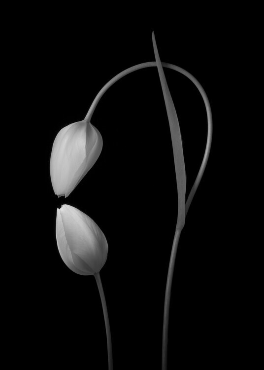 Tony Xu Plakát, Obraz - Love, Tony Xu, 30 × 40 cm