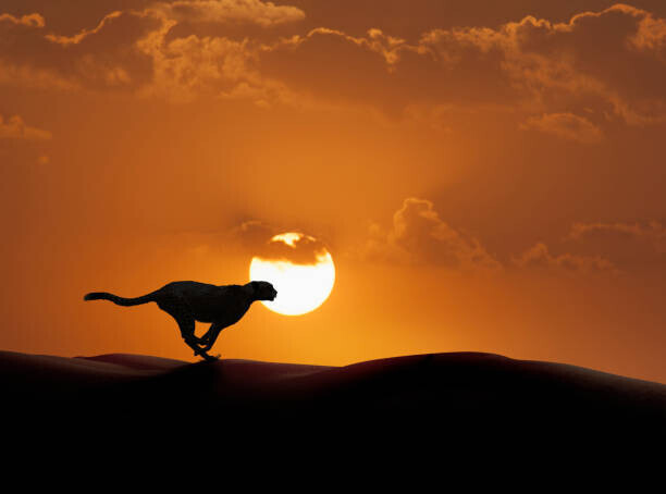 John M Lund Photography Inc Plakát, Obraz - Silhouette of cheetah running in desert, John M Lund Photography Inc, 40 × 30 cm