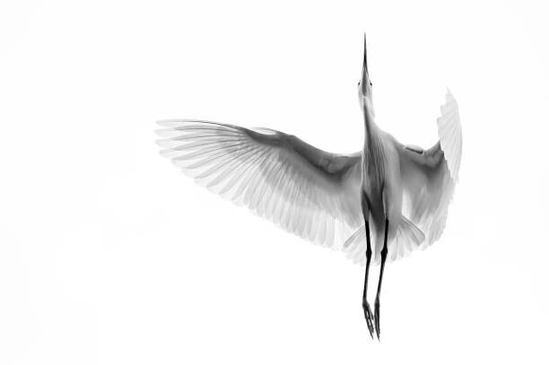 Enrico Ghiberto Plakát, Obraz - A Egret in mid flight from below in Vietnam., Enrico Ghiberto, 40 × 26.7 cm