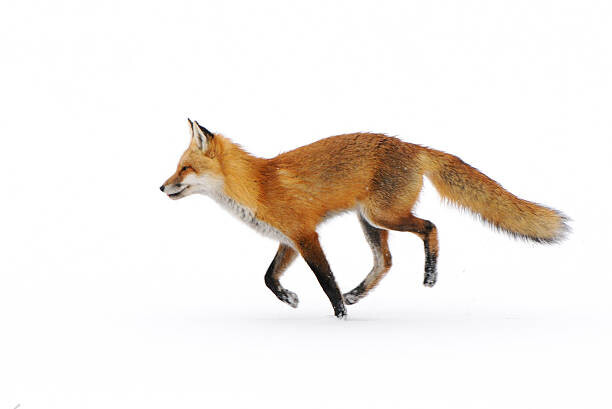 Nikographer [Jon] Plakát, Obraz - Red Fox in snow, Nikographer [Jon], 40 × 26.7 cm