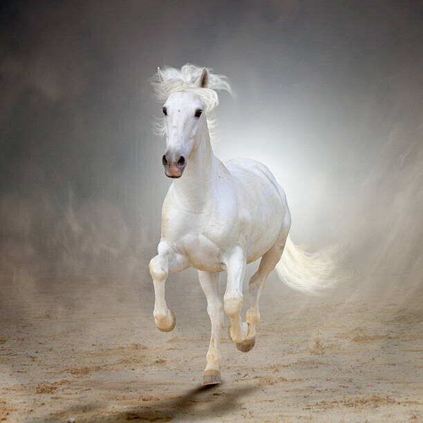 Christiana Stawski Plakát, Obraz - White horse galloping, Christiana Stawski, 40 × 40 cm