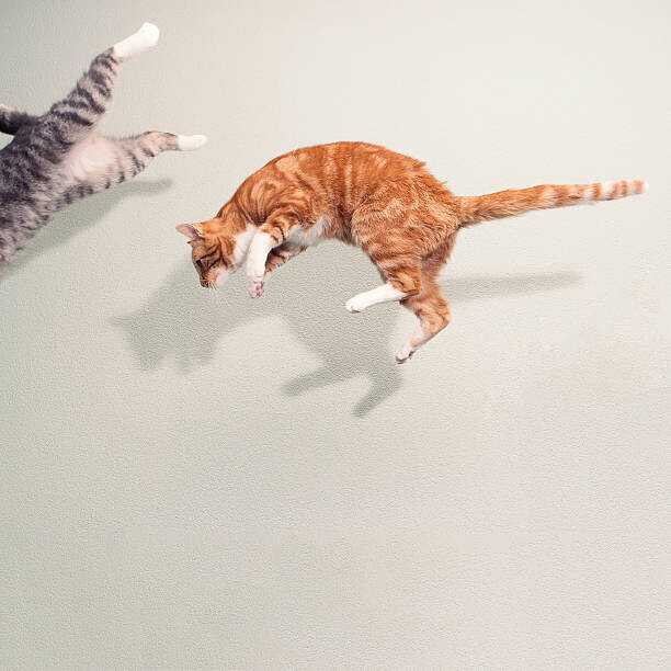Paula Daniëlse Plakát, Obraz - Cats in mid air against white wall, Paula Daniëlse, 40 × 40 cm
