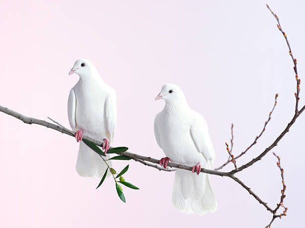 John Scott Plakát, Obraz - Two white doves with olive branch, John Scott, 40 × 30 cm