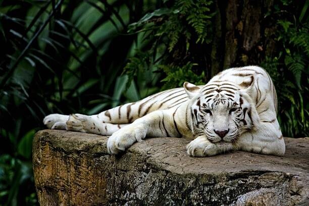 Lau Yan Wai (c) Plakát, Obraz - White tiger, Lau Yan Wai (c), 40 × 26.7 cm