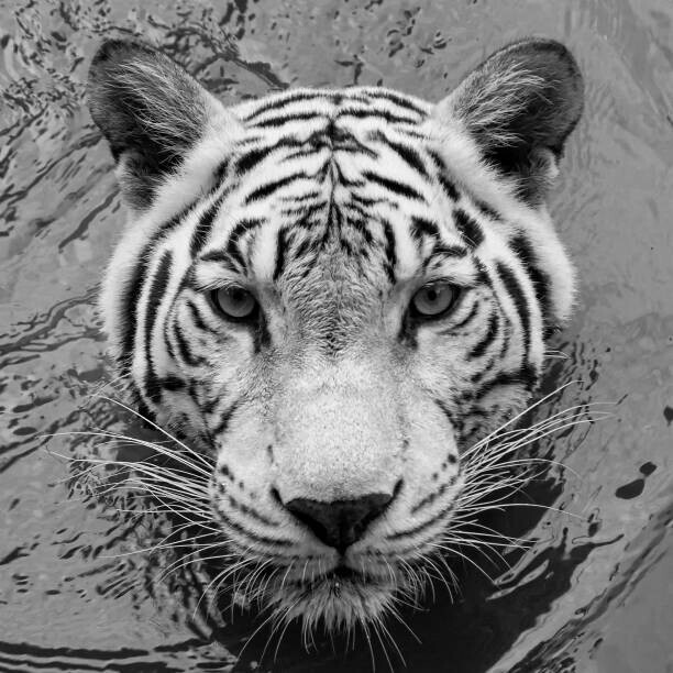 Edson Reyes / 500px Plakát, Obraz - High angle portrait of white tiger,Songkhla,Thailand, Edson Reyes / 500px, 40 × 40 cm