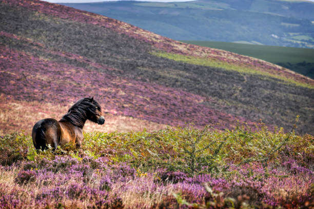 Martyn Ferry Plakát, Obraz - Windswept Pony, Exmoor National Park, Somerset, UK, Martyn Ferry, 40 × 26.7 cm