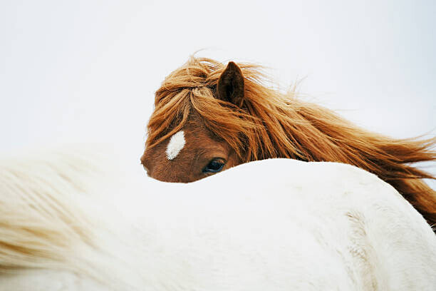 Markus Renner Plakát, Obraz - Horses, Markus Renner, 40 × 26.7 cm