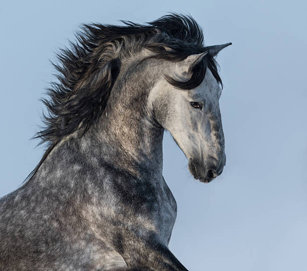 Abramova_Kseniya Plakát, Obraz - Dapple-grey Spanish horse - portrait in motion, Abramova_Kseniya, 40 × 35.3 cm