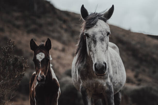 Wirestock Plakát, Obraz - Selective focus shot of horses on, Wirestock, 40 × 26.7 cm