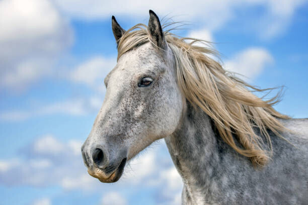 Tonini Grbavac / 500px Plakát, Obraz - Portrait of thoroughbred horse standing against, Tonini Grbavac / 500px, 40 × 26.7 cm