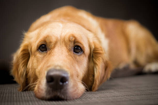 Jacques Julien Plakát, Obraz - Golden Retriever looking sad, Jacques Julien, 40 × 26.7 cm