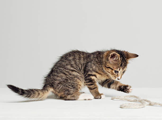 Roger Wright Plakát, Obraz - Kitten playing with string, side view, studio shot, Roger Wright, 40 × 30 cm