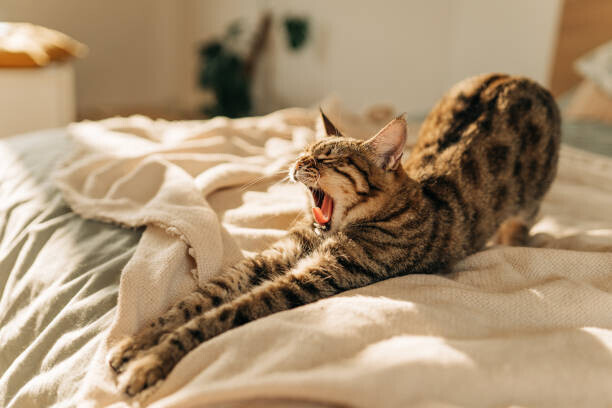 Kseniya Ovchinnikova Plakát, Obraz - Pure white cat sleeping on white bedding, Kseniya Ovchinnikova, 40 × 26.7 cm