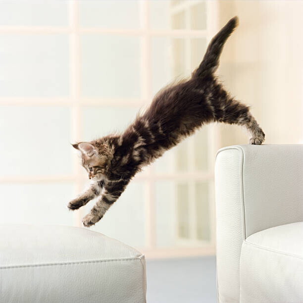 GK Hart/Vikki Hart Plakát, Obraz - Maine Coon kitten jumping from couch to ottoman, GK Hart/Vikki Hart, 40 × 40 cm