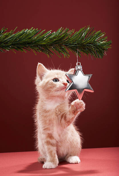 Martin Poole Plakát, Obraz - Kitten pawing Christmas decoration on tree, Martin Poole, 26.7 × 40 cm