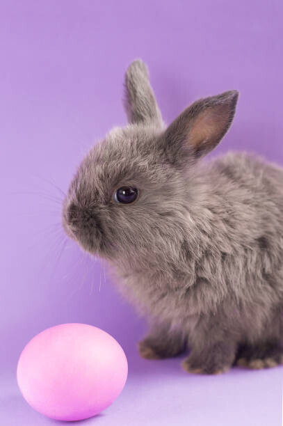 KiraBudaieva Plakát, Obraz - Gentle cute gray rabbit sits on, KiraBudaieva, 26.7 × 40 cm