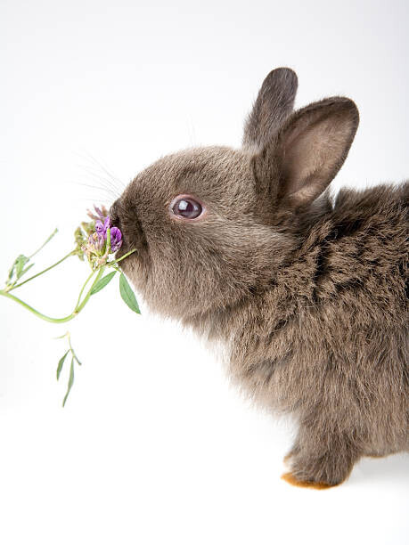 frenc Plakát, Obraz - bunny smelling a flower, frenc, 30 × 40 cm