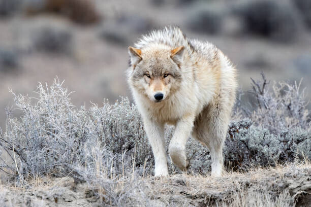 John Morrison Plakát, Obraz - Grey Wolf looking at camera in, John Morrison, 40 × 26.7 cm