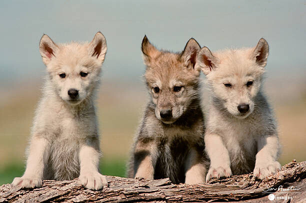 Jim Austin Jimages Digital Photography Plakát, Obraz - Baby Wolf pups, Jim Austin Jimages Digital Photography, 40 × 26.7 cm